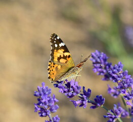 butterfly on flower