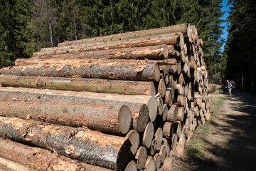 pile of harvested wood in a forest