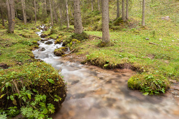 A mountain stream flows in the misty forest