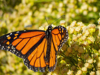 Close up shot of the beautiful monarch butterfly