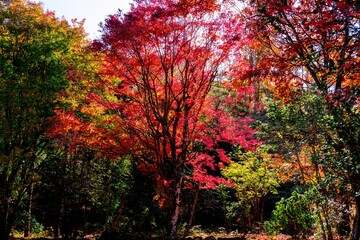 あまがたに渓谷の紅葉