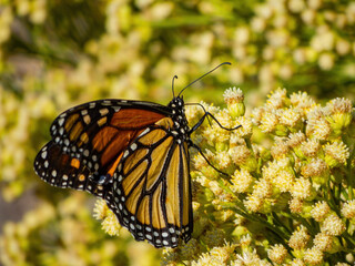 Close up shot of the beautiful monarch butterfly