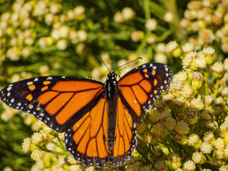 Close up shot of the beautiful monarch butterfly