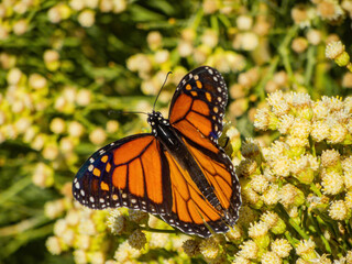 Close up shot of the beautiful monarch butterfly