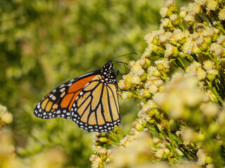 Close up shot of the beautiful monarch butterfly