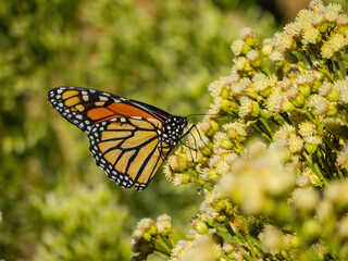 Close up shot of the beautiful monarch butterfly