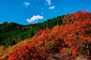 あまがたに渓谷の紅葉
