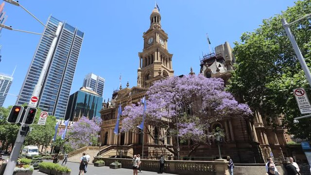 Facade of Town hall house in City of Sydney and Blossom Jacaranda trees.
