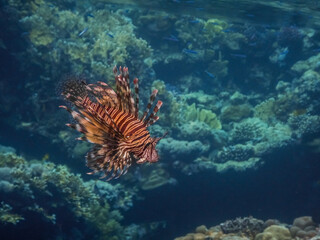 red lionfish flows in the seawater large view