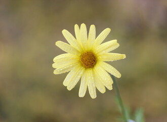 Obraz premium yellow flower in the garden