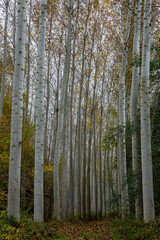 Landscape of a Canadian poplar forest in autumn and footpath. Populus canadensis. Province of León, Spain.