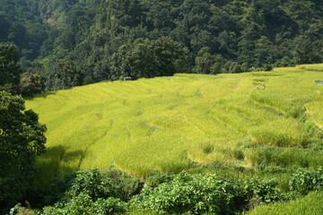 Nature Scene - Green Terraced rice fields on the hill on the way to poon hill trekking route adventure travel and outdoor at Nepal  