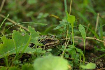 frog on a leaf