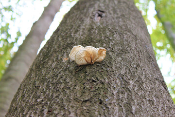 Closeup shot of tree fungus in a forest