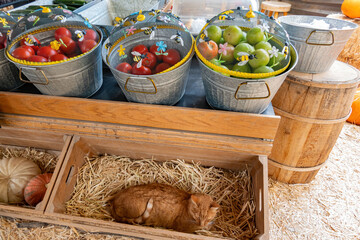 Cat sleep in the Las Vegas Farm