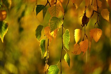 Autumn background. Beautiful colorful leaves of trees in nature. Autumn time.