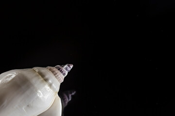 Seashell in the lower left corner with reflection on black glass. Selective soft focus. Copyspace.
