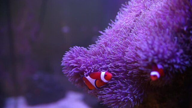 Sea Anemone in a marine aquarium with Nemo fish