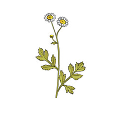vector drawing feverfew