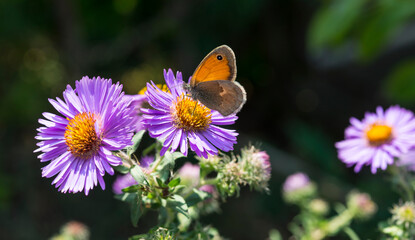 farfalla su fiori di aster