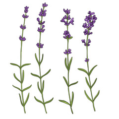 vector drawing lavender