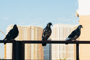 Urban scene. Pigeons, sitting on an urban fence in front of modern buildings facade on a city street.