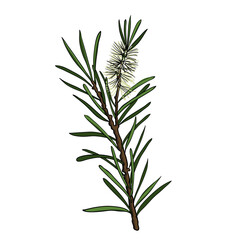 vector drawing tea tree branch