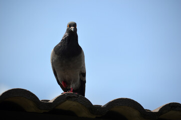 Obraz premium Pigeon on roof