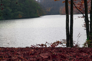 A frozen lake inside a forest