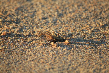 Busy Ghost crab digging a hole