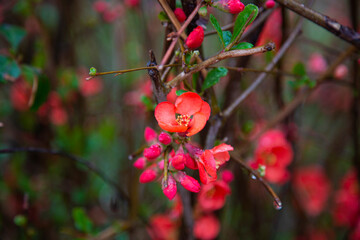Japanese quince Chaenomeles Japonica blooming. Red flowers on the branch of a Bush under the water droplets. Spring.
