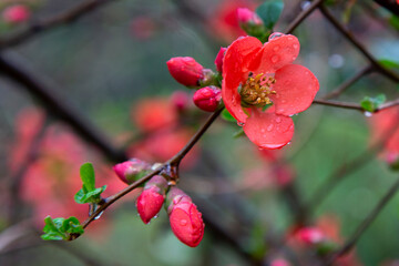 Japanese quince Chaenomeles Japonica blooming. Red flowers on the branch of a Bush under the water droplets. Spring.