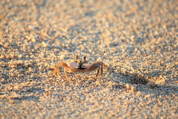 Busy Ghost crab digging a hole