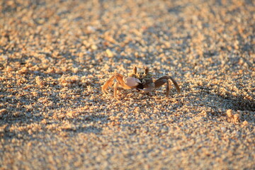 Busy Ghost crab digging a hole