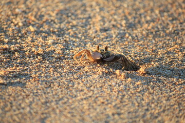 Busy Ghost crab digging a hole