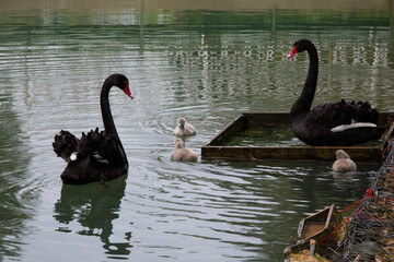Black swans with their offspring swim on the lake. Small gray children of black swans with their parents.