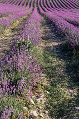 field of flowering purple lavender Provence flowers summer