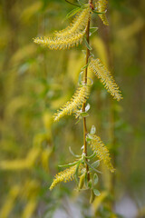 Willow by the water with a reflection. Flowering willow in early spring. Yellow stamens and you on the branches.