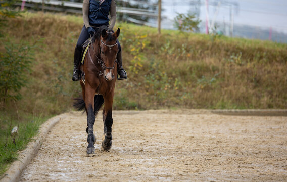 Brown horse trotting with rider on his hoofs at the riding arena, photographed from the front..