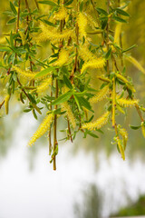 Willow by the water with a reflection. Flowering willow in early spring. Yellow stamens and you on the branches.