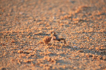 Busy Ghost crab digging a hole