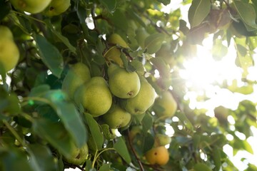 pears on tree.
pear fruits isolated on tree.