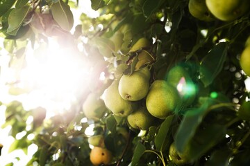 pears on tree isolated