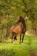Fototapeta premium A brown horse on a forest trail in the autumn evening sun