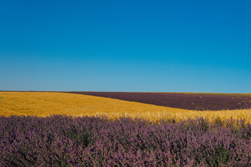 field of flowering purple lavender and yellow wheat Provence summer flowers