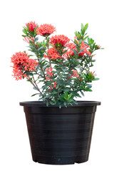 Red Ixora flower bloom in black plastic pot isolated on white background.