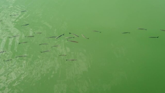 Top view of numerous schools of grey mullet fish criss crossing in search of food in the emerald water