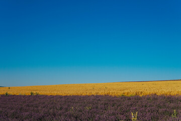Fototapeta na wymiar field of flowering purple lavender and yellow wheat Provence summer flowers