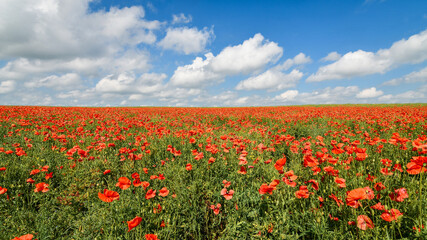 Panoramic view of endless red poppy field over blue sky. Beautiful summer background.