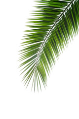Palm tree leaf isolated. Tropical palm branch on a white blank background.